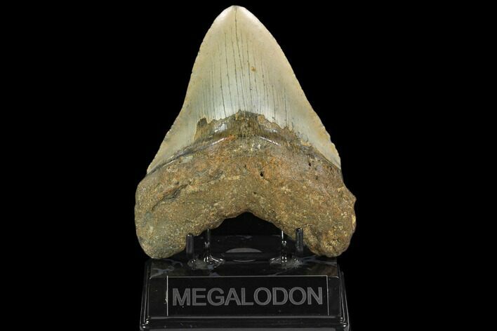 Fossil Megalodon Tooth - North Carolina #124957